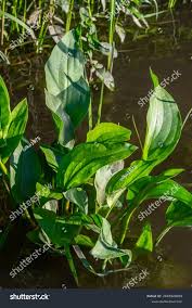 Attēlu rezultāti vaicājumam “Alisma plantago-aquatica”