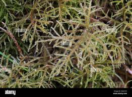 Attēlu rezultāti vaicājumam “Hylocomiastrum umbratum”