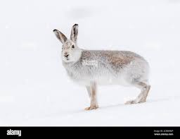 Attēlu rezultāti vaicājumam “Lepus timidus”