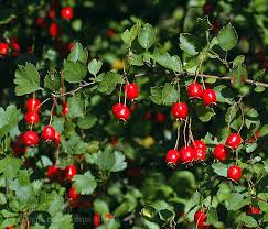 Attēlu rezultāti vaicājumam “Crataegus x macrocarpa fruit”