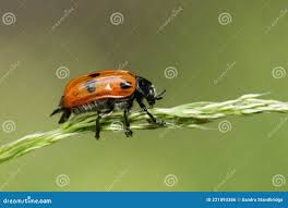 Attēlu rezultāti vaicājumam “Clytra quadripunctata”