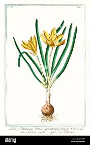 Attēlu rezultāti vaicājumam “Colchicum luteum flower”