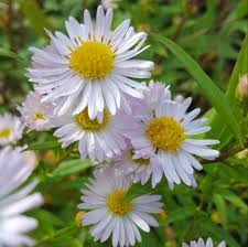 Image result for Aster lanceolatus