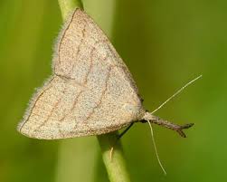 Attēlu rezultāti vaicājumam “Polypogon tentacularius”