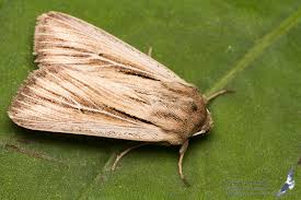 Attēlu rezultāti vaicājumam “Leucania comma”