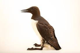 Image result for Uria aalge