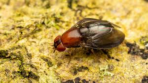 Attēlu rezultāti vaicājumam “Brachycera”