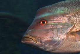 Image result for Lutjanus novemfasciatus