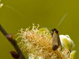 Attēlu rezultāti vaicājumam “Adela cuprella”