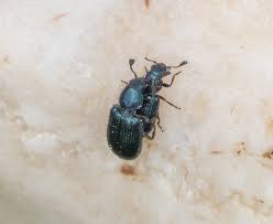 Attēlu rezultāti vaicājumam “Necrobia violacea”