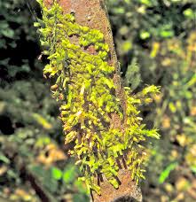 Attēlu rezultāti vaicājumam “Radula complanata sporophyte”