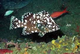 Image result for Dermatolepis inermis