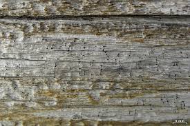 Attēlu rezultāti vaicājumam “Microcalicium disseminatum”