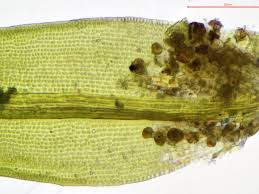 Attēlu rezultāti vaicājumam “Grimmia muehlenbeckii”