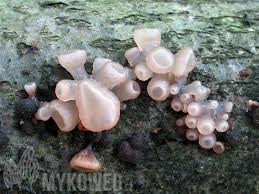 Attēlu rezultāti vaicājumam “Neobulgaria pura”