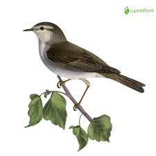 Attēlu rezultāti vaicājumam “Phylloscopus trochiloides adult”