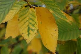 Attēlu rezultāti vaicājumam “Betula alleghaniensis”