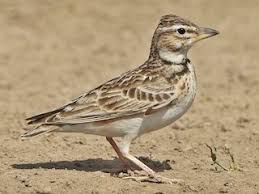 Attēlu rezultāti vaicājumam “Neottiura bimaculata female”