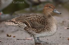 Image result for Anas acuta