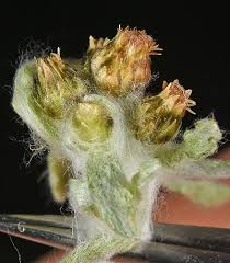 Attēlu rezultāti vaicājumam “Gnaphalium sylvaticum bud”