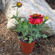 Image result for Gaillardia