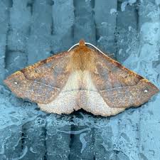 Attēlu rezultāti vaicājumam “Colotois pennaria”