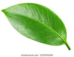 Attēlu rezultāti vaicājumam “leaf”