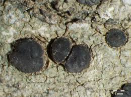 Attēlu rezultāti vaicājumam “Porpidia macrocarpa”