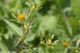Attēlu rezultāti vaicājumam “Bidens frondosa fruit”