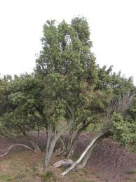 Attēlu rezultāti vaicājumam “Juniperus communis”