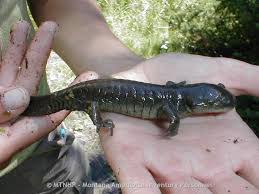 Attēlu rezultāti vaicājumam “Diderma tigrinum macro”