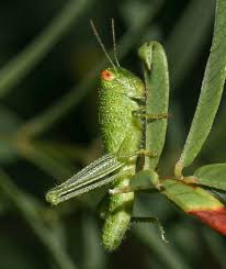 Attēlu rezultāti vaicājumam “Orthoptera”