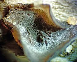 Attēlu rezultāti vaicājumam “Ombrophila violacea”