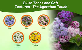 Image result for Ageratum mexicanum