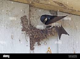 Attēlu rezultāti vaicājumam “Delichon urbicum adult”