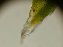 Attēlu rezultāti vaicājumam “Schistidium apocarpum macro”