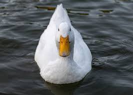 Image result for Aylesbury Ducks Sub Aqua Club