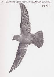 Image result for Oceanodroma monorhis