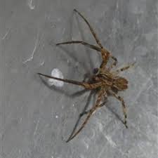 Attēlu rezultāti vaicājumam “Miturgidae”