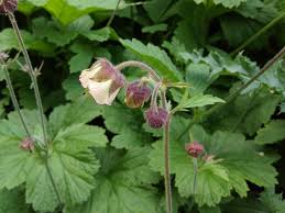 Attēlu rezultāti vaicājumam “Geum x intermedium”