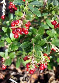 Attēlu rezultāti vaicājumam “Vaccinium vitis-idaea”