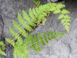 Attēlu rezultāti vaicājumam “Cystopteris fragilis”