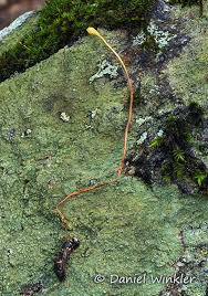 Attēlu rezultāti vaicājumam “Cordyceps stylophora”