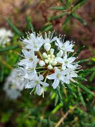 Attēlu rezultāti vaicājumam “Ledum palustre flower”