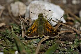 Attēlu rezultāti vaicājumam “Hesperia comma male”