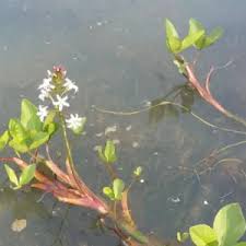 Attēlu rezultāti vaicājumam “Menyanthes trifoliata bud”