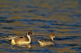 Attēlu rezultāti vaicājumam “Anas acuta male”