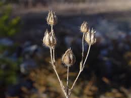 Attēlu rezultāti vaicājumam “Potentilla norvegica flower”