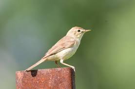 Image result for Hippolais caligata