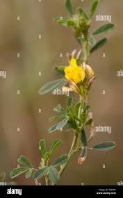 Attēlu rezultāti vaicājumam “Medicago sativa subsp. falcata leaf”